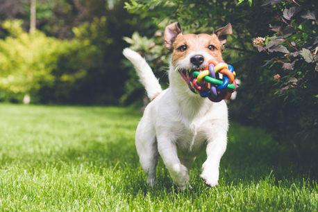 HOW TO CHOOSE THE BEST DOG TOYS FOR YOUR POOCH?