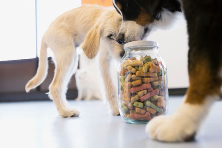 THE IMPORTANCE OF AGE-APPROPRIATE NUTRITION FOR YOUR DOG